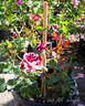 Dottie rose photo