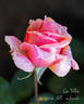 Gee Whiz rose photo