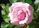 Pretty Polly rose photo
