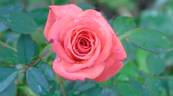 Millie Walters ™ rose photo