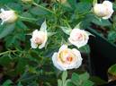 Party Girl ® rose photo