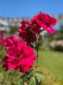 Étoile de Hollande rose photo