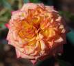 Ring of Fire ™ rose photo