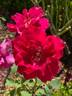 Étoile de Hollande rose photo