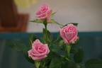 Baby Boomer rose photo