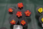 Warm Welcome rose photo