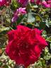 Étoile de Hollande rose photo