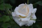 Cream Dream ™ rose photo