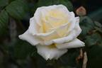 Cream Dream ™ rose photo