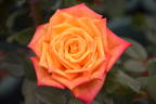 Magma rose photo