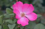 Betty Prior rose photo