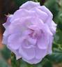 Gra's Blue rose photo