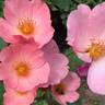 Debbies Delight rose photo