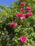 Hot Princess rose photo