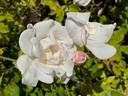 Mrs. Herbert Stevens rose photo