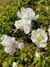 Mrs. Herbert Stevens rose photo