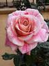 Jacdrama rose photo