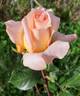 Montserrat rose photo