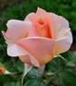 Montserrat rose photo
