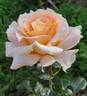 Montserrat rose photo