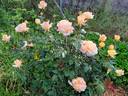 Montserrat rose photo