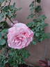 Secret Lady rose photo
