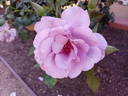 Ocean in Motion rose photo