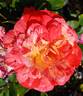 Modern Magic rose photo