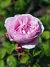 Princesse Claire de Belgique rose photo