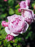 Princesse Claire de Belgique rose photo
