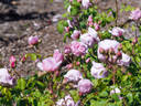 Princesse Claire de Belgique rose photo