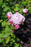 Princesse Claire de Belgique rose photo