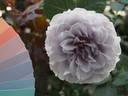 Blue Gravity rose photo