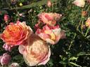 Sunsation rose photo