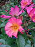 Island Sunrise rose photo