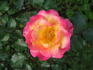 Dreamcoat rose photo