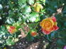 Dreamcoat rose photo