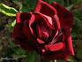 Gloire de Bruxelles rose photo