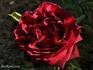 Gloire de Bruxelles rose photo