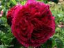 Double Brique rose photo