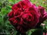 Double Brique rose photo