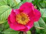 <i>Rosa roxburghii</i> x <i>Rosa rugosa</i> rose photo