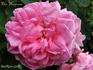 Van Huyssum rose photo