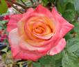 Peachy Cheeks ™ rose photo