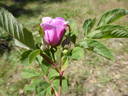 <i>Rosa nutkana</i> subsp. <i>melina</i> (Greene) W.H. Lewis rose photo