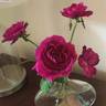 Barcelona rose photo