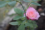 Brilliant Star rose photo