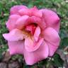 Reno rose photo