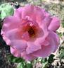 Dr. Helfferich rose photo