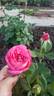 Big Momma rose photo